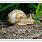 Schnecke