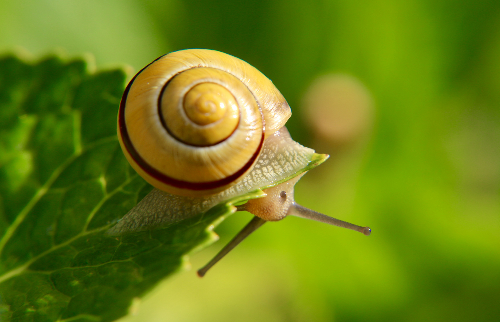 Schnecke 