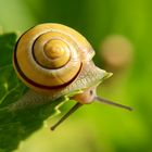 Schnecke 