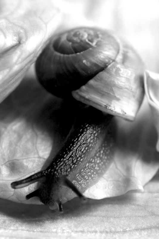 Schnecke