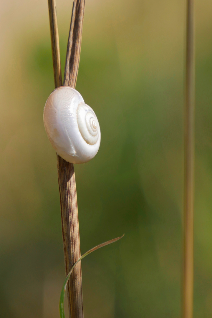 Schnecke