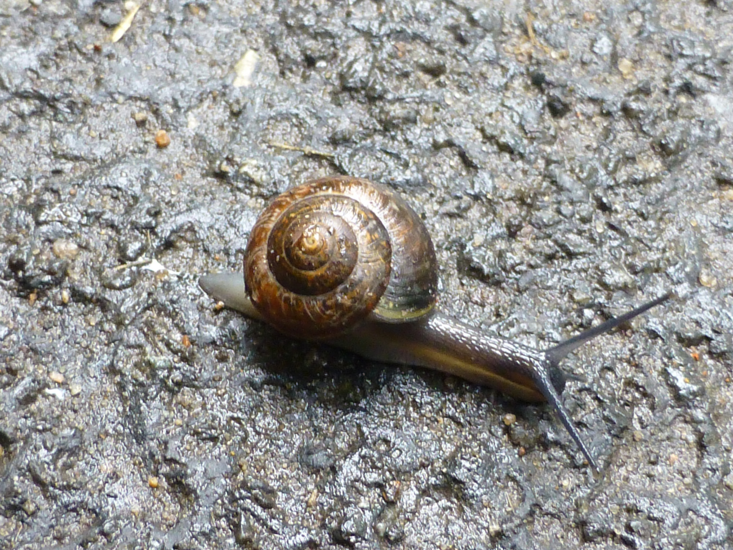 Schnecke