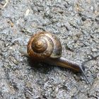 Schnecke