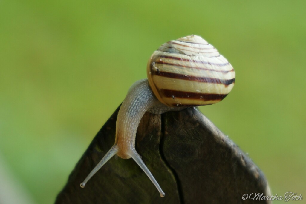 Schnecke