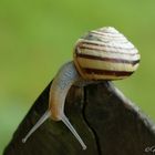 Schnecke