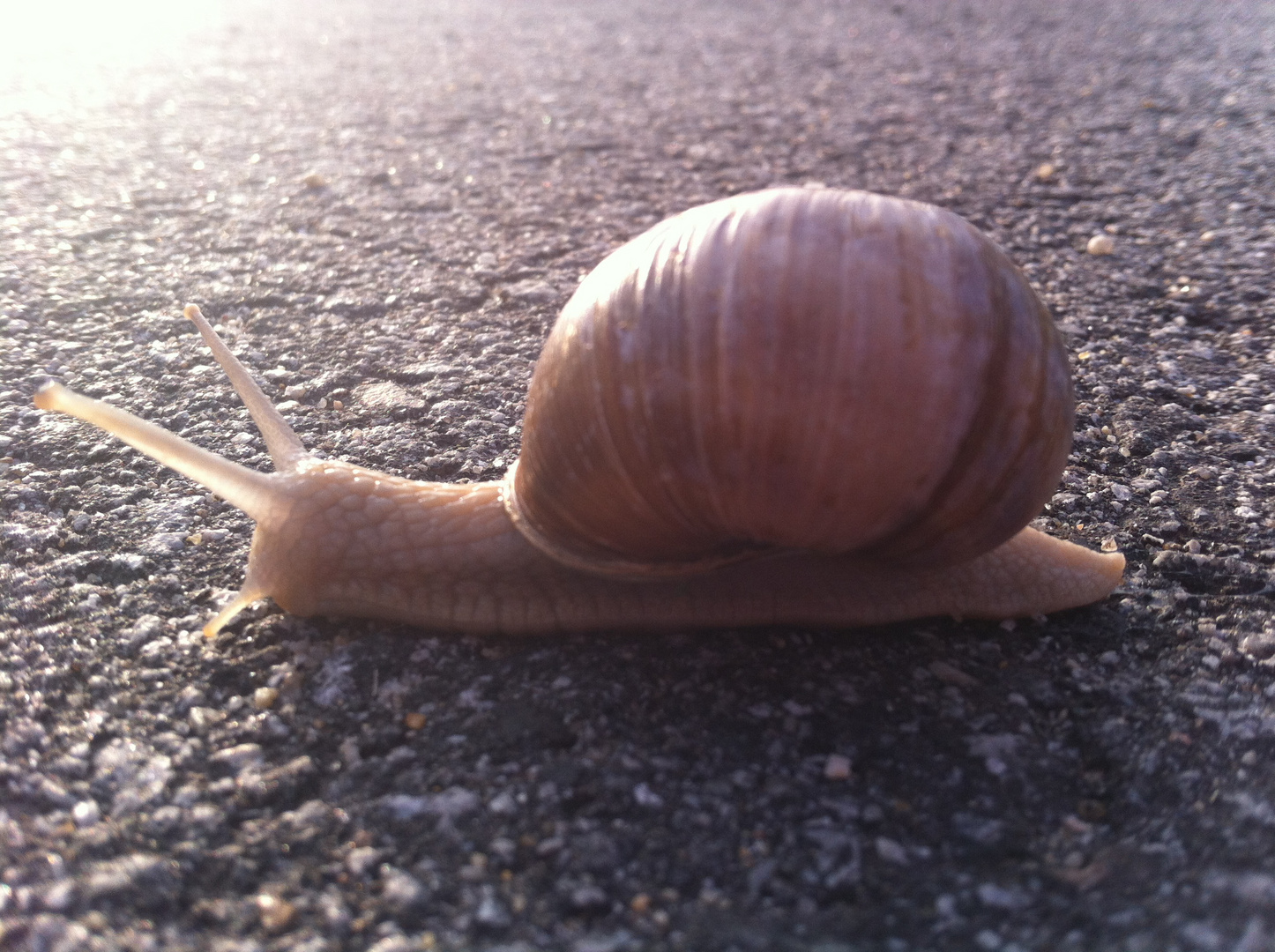 Schnecke