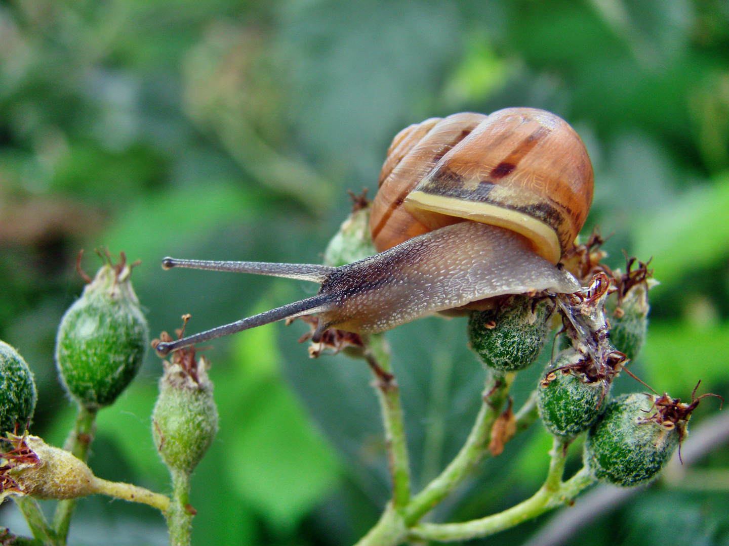 Schnecke