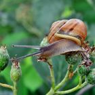 Schnecke