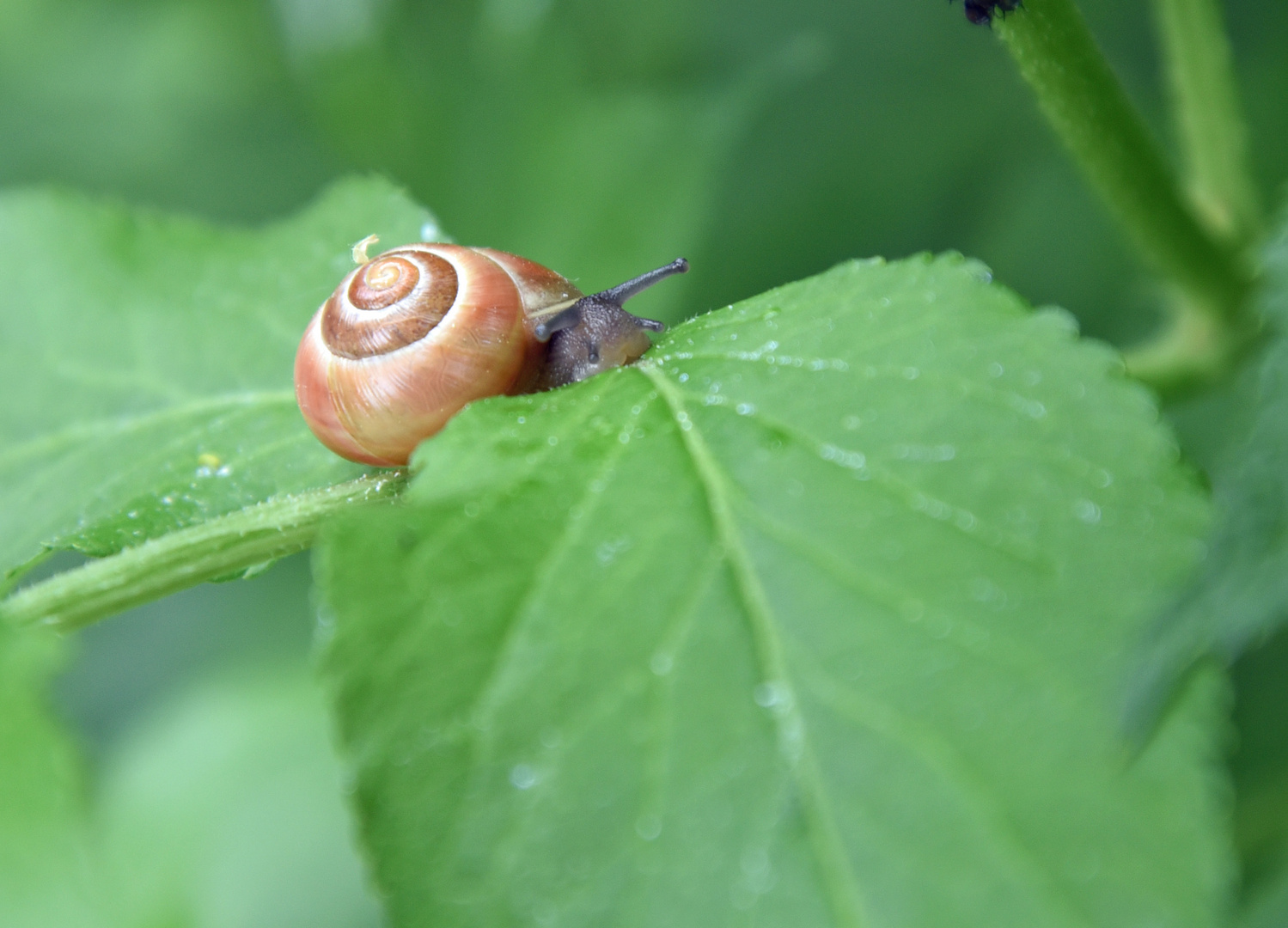 Schnecke