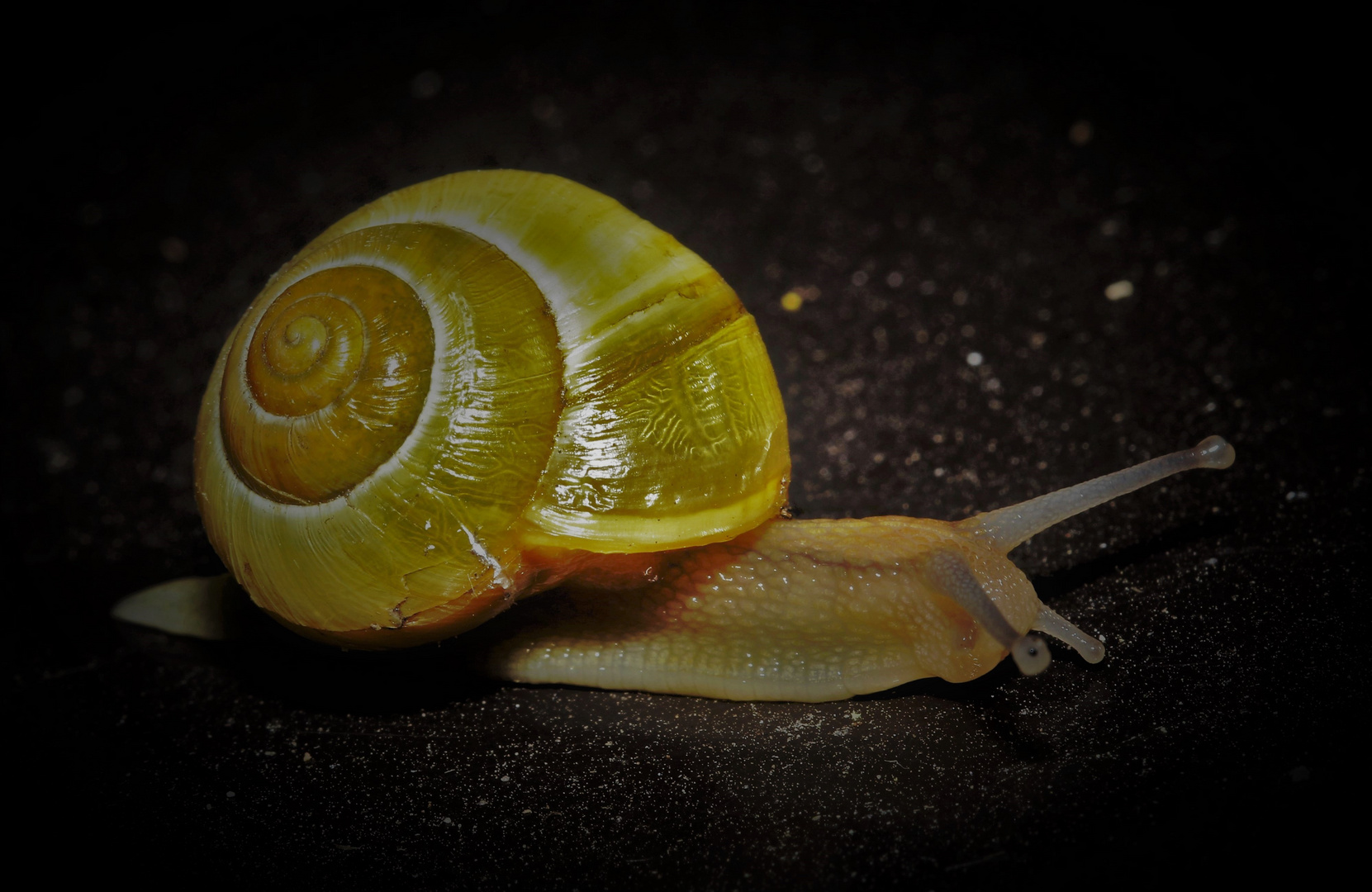 Schnecke