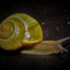 Schnecke