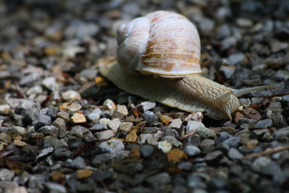 Schnecke