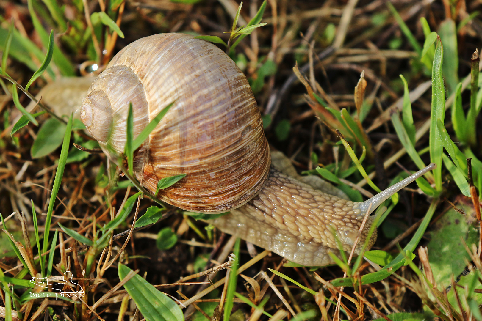 Schnecke