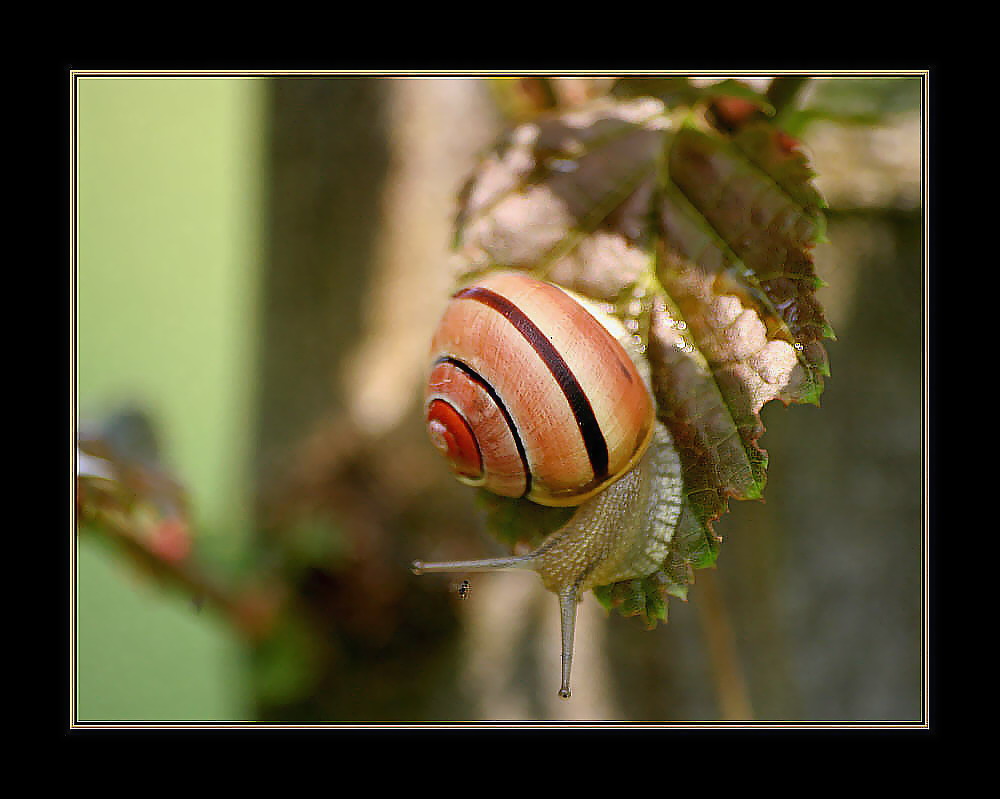 schnecke