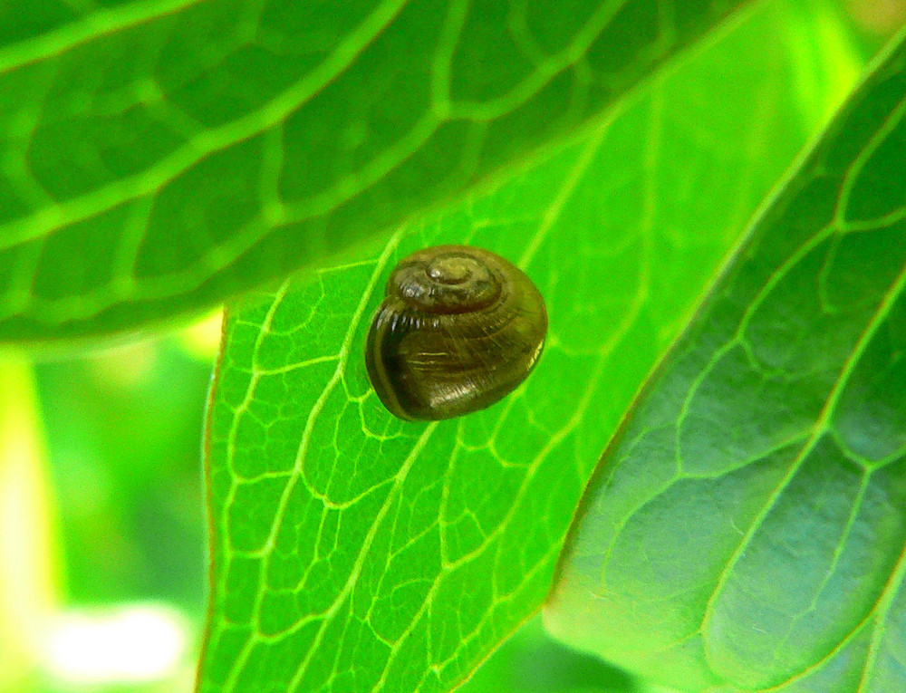 Schnecke