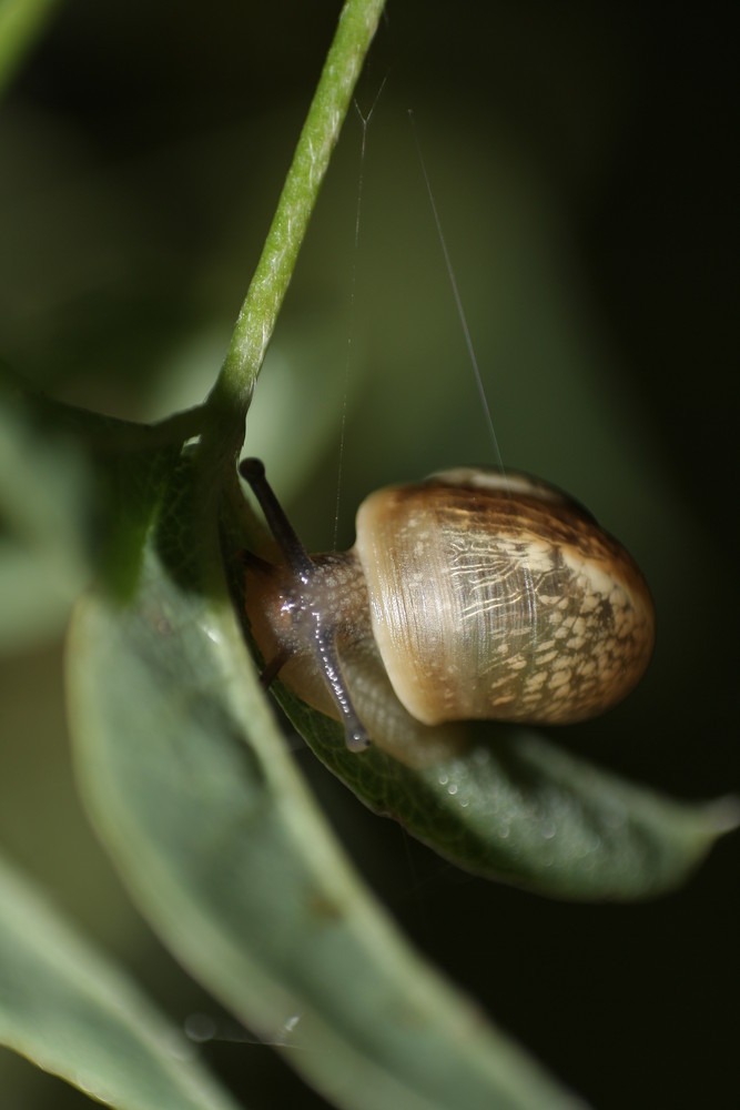 schnecke