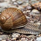 Schnecke