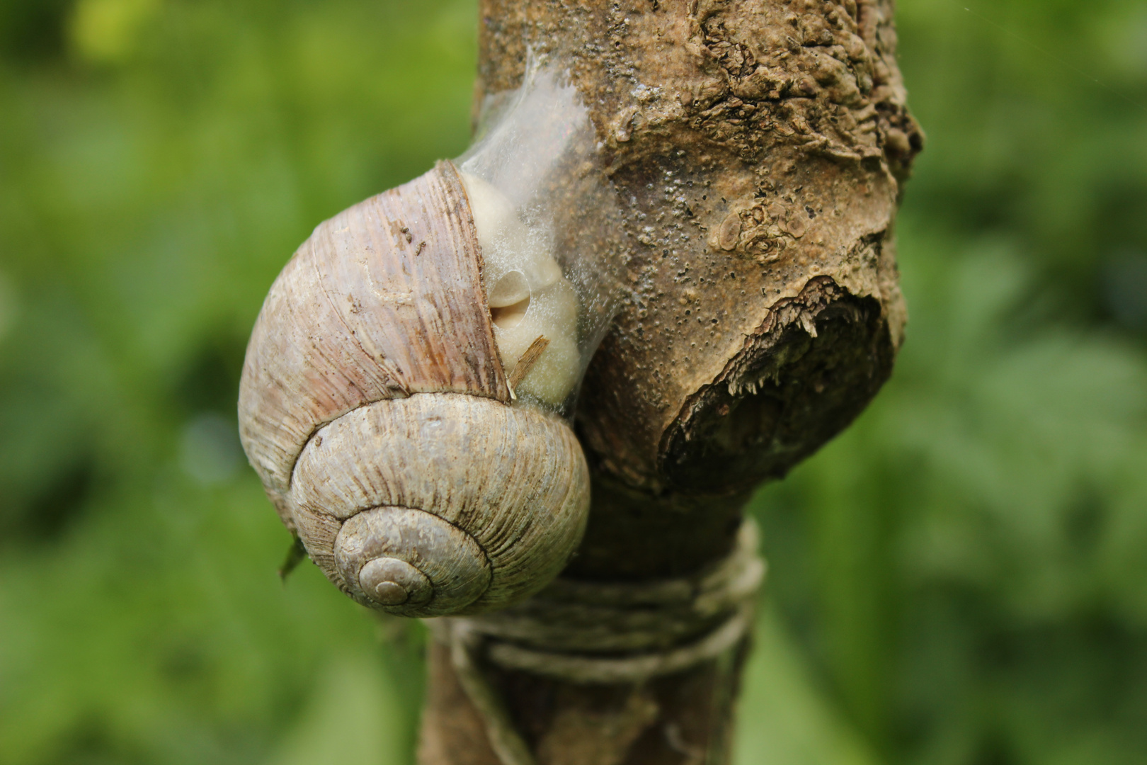 Schnecke