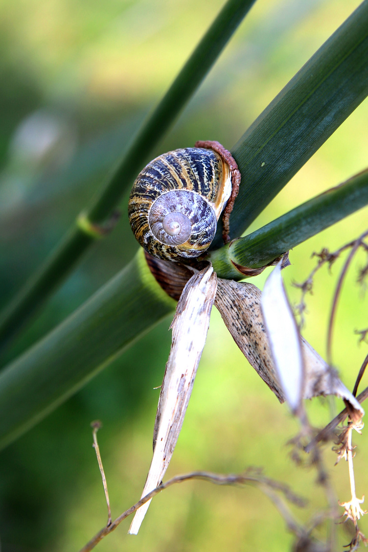 Schnecke