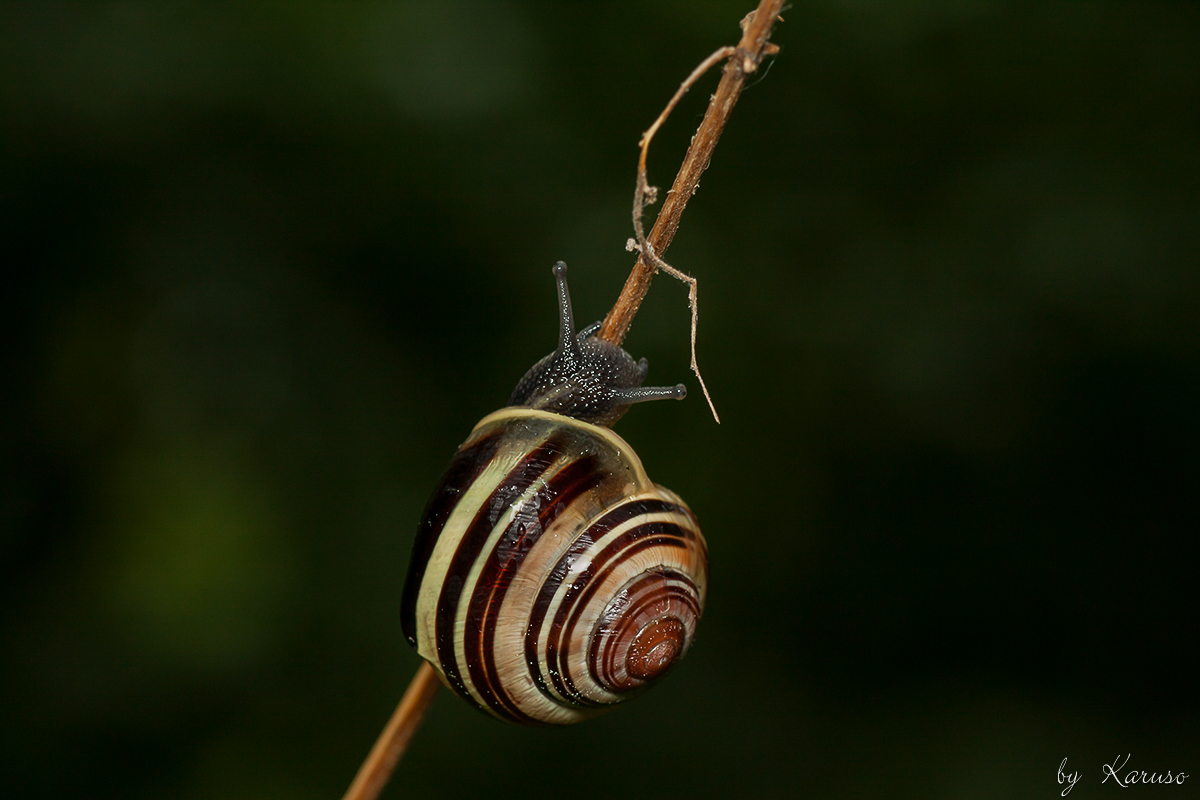 Schnecke