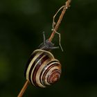 Schnecke