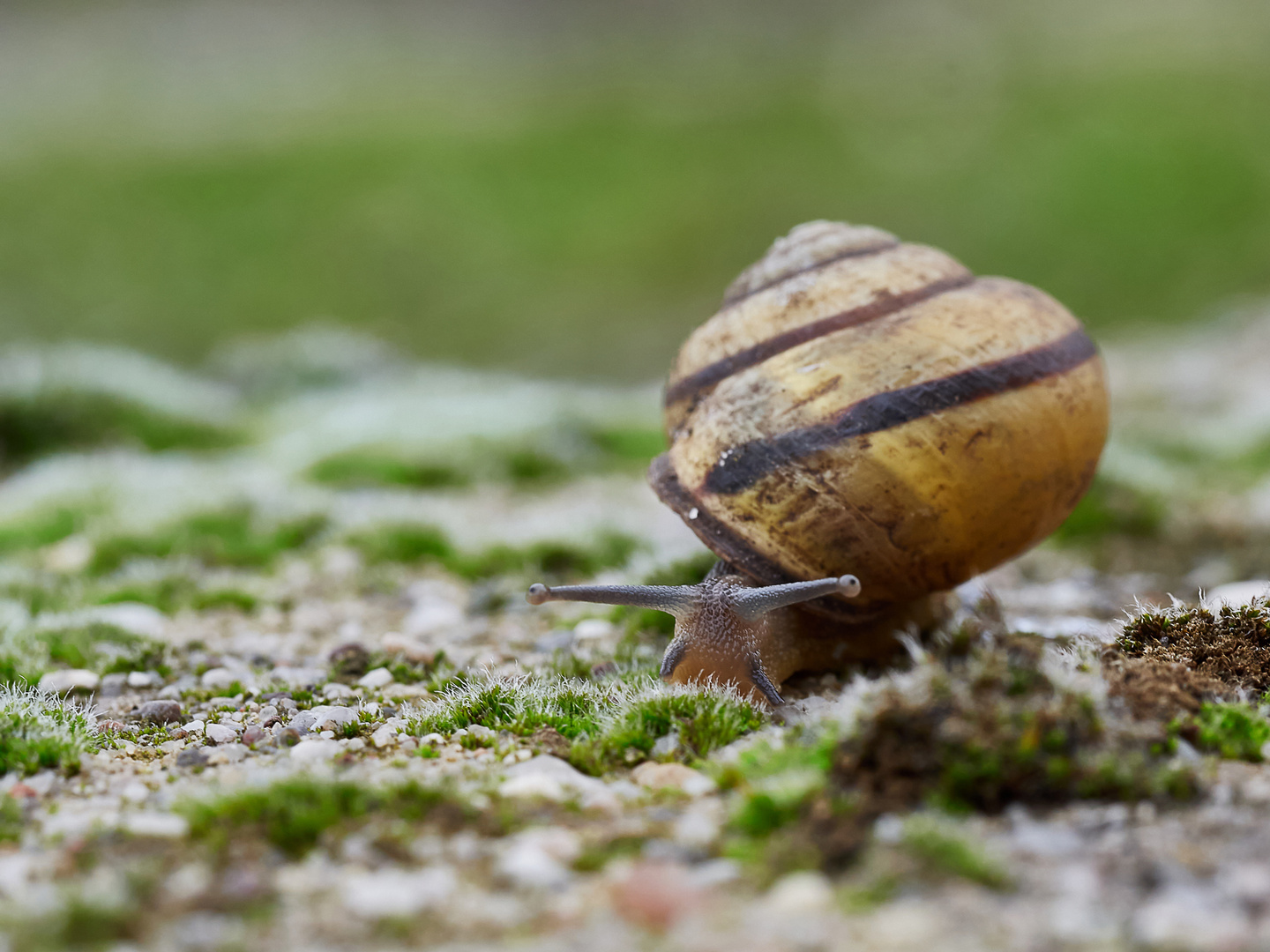 Schnecke