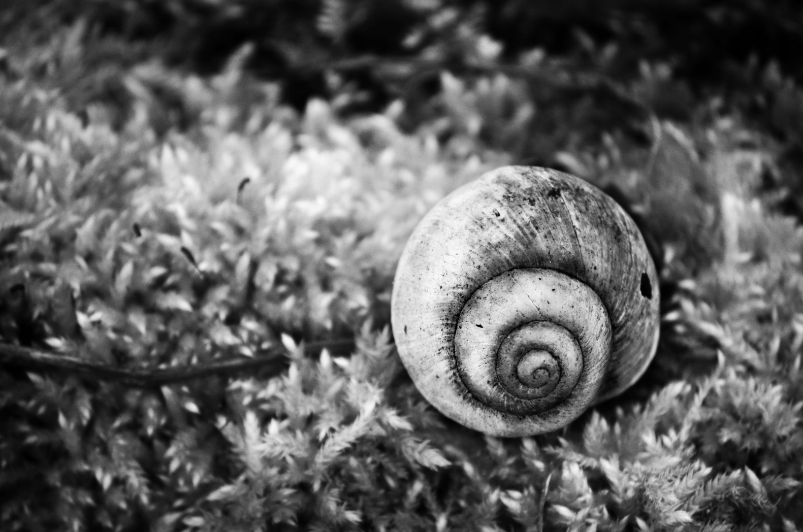 Schnecke