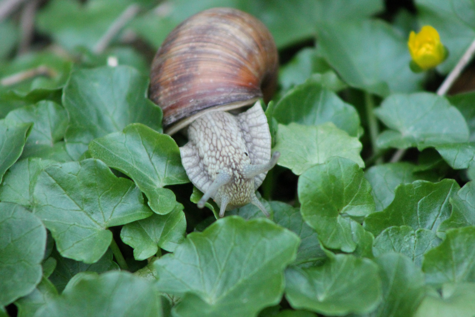 Schnecke