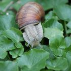 Schnecke