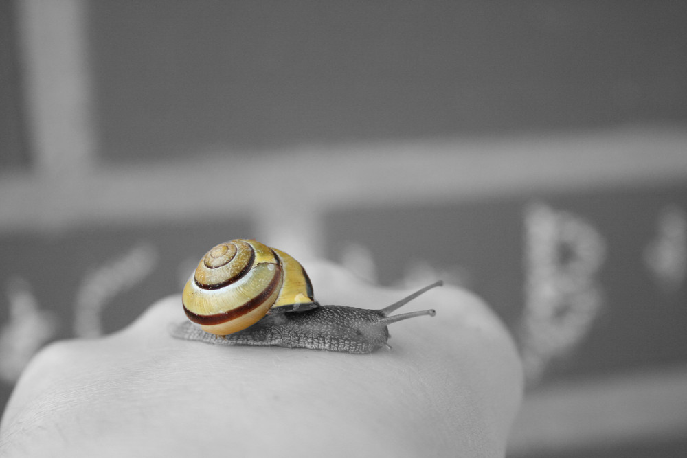 *Schnecke*