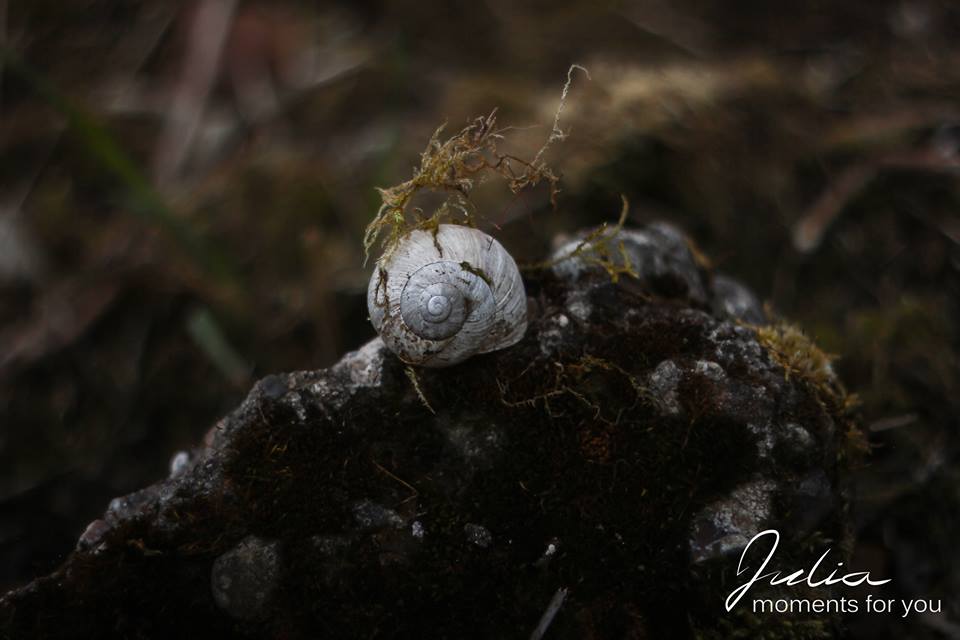 Schnecke