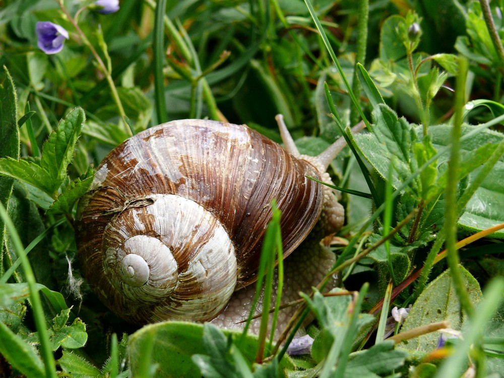 Schnecke