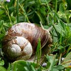 Schnecke