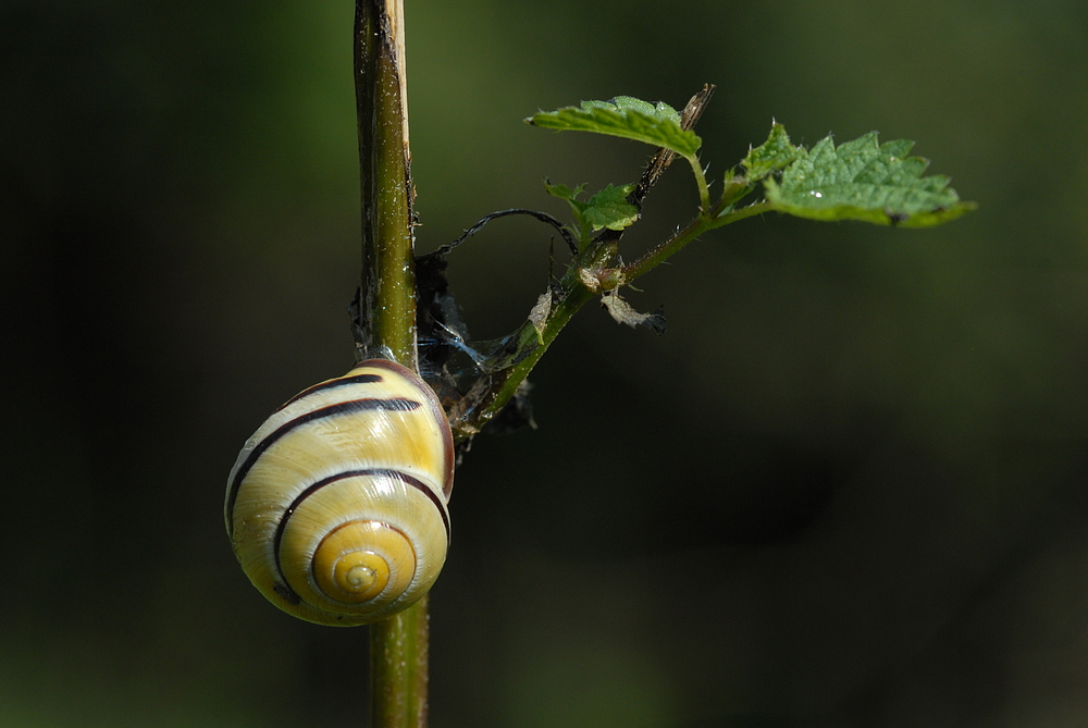 Schnecke