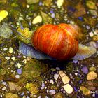 Schnecke