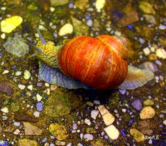 Schnecke