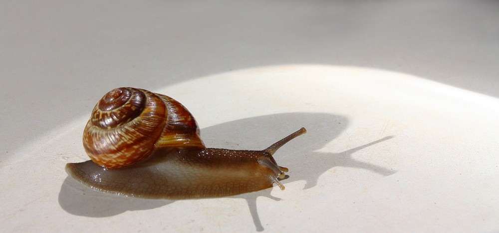 Schnecke