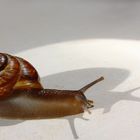 Schnecke