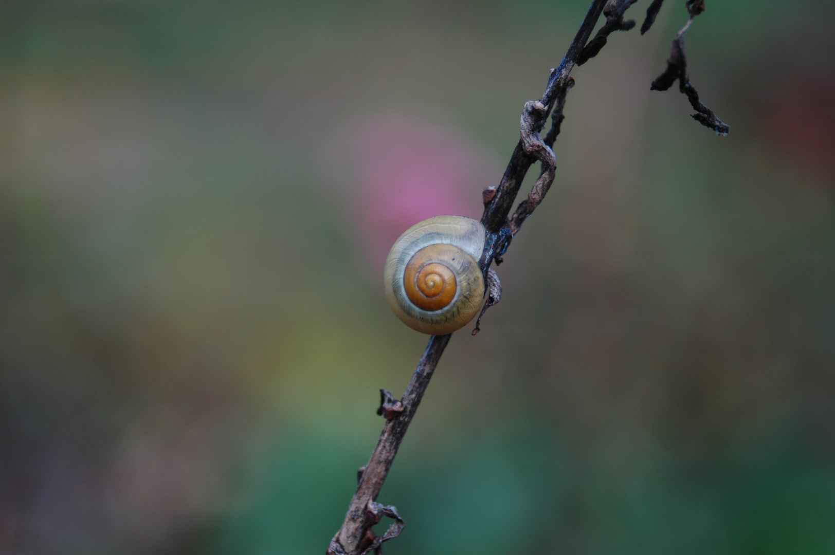 Schnecke