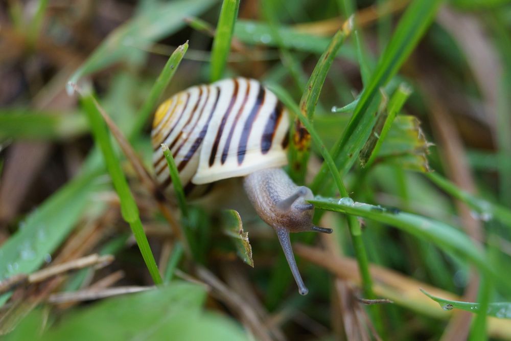 Schnecke