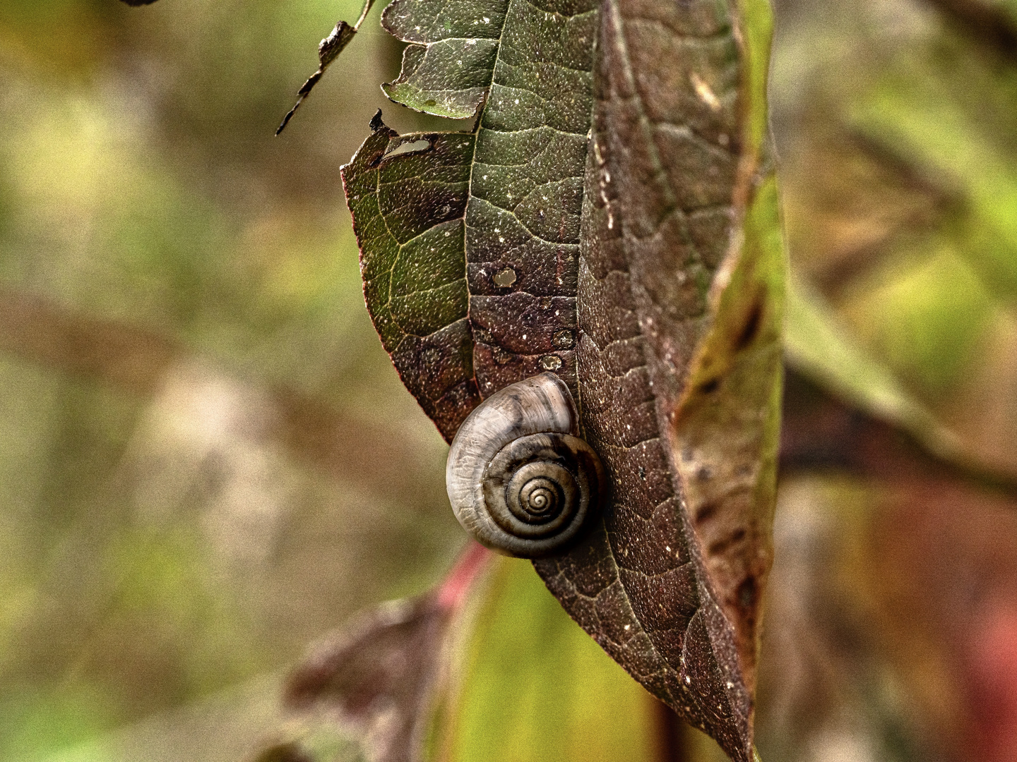 Schnecke …….