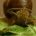 Schnecke