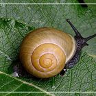 Schnecke