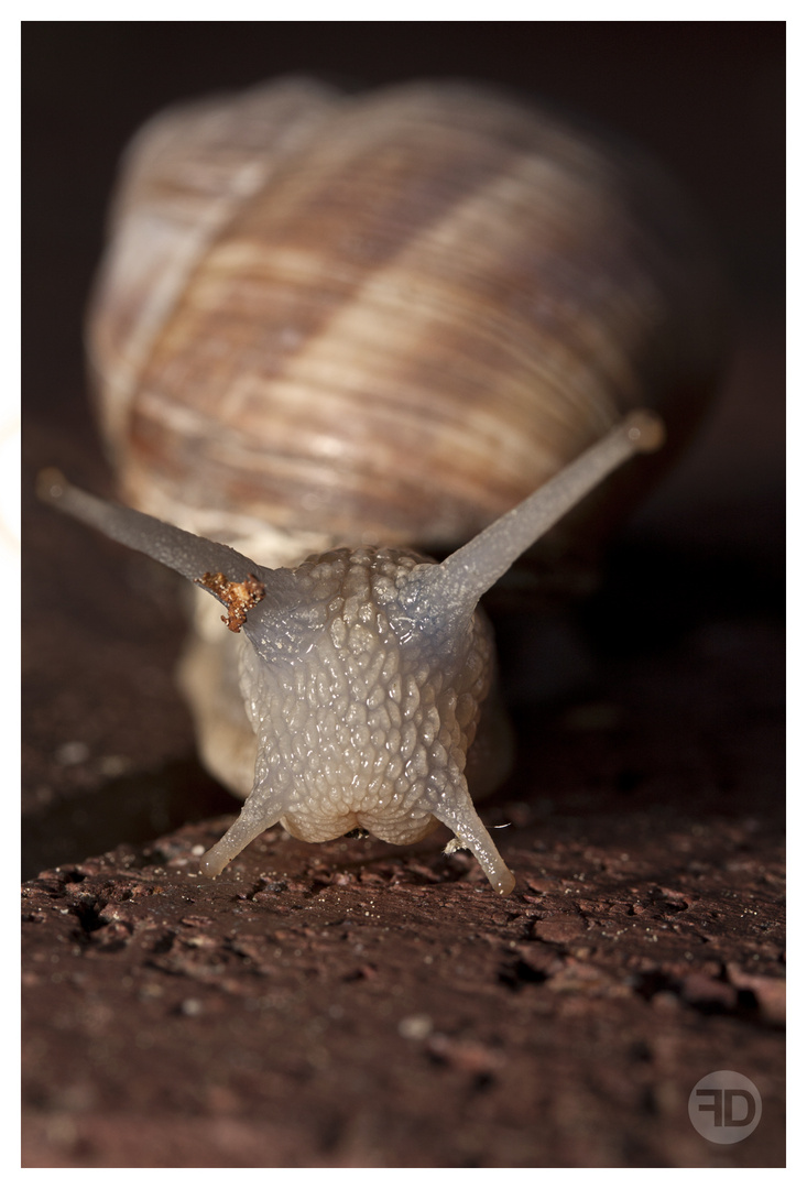 Schnecke