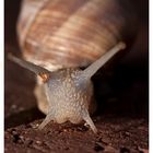 Schnecke