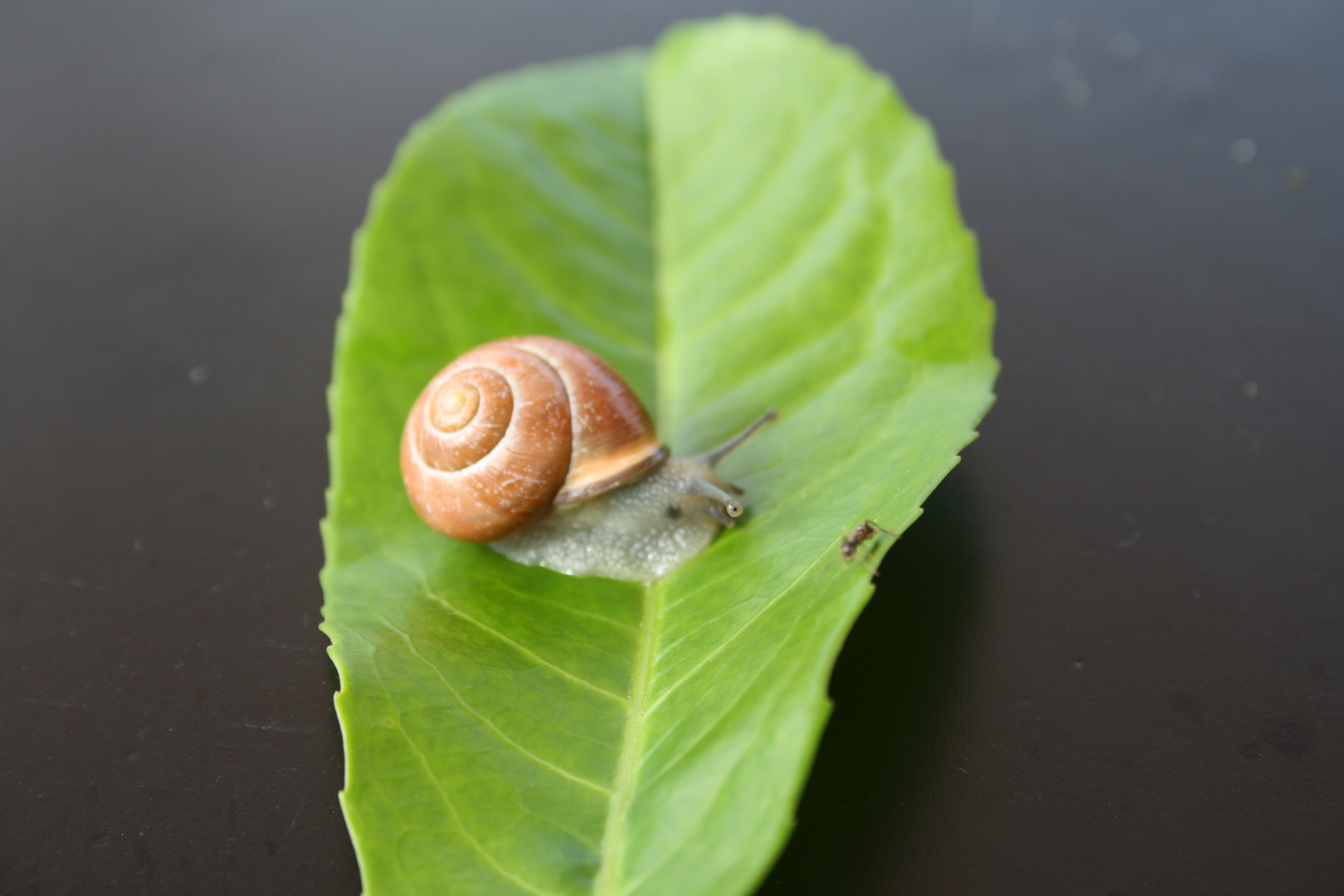 Schnecke