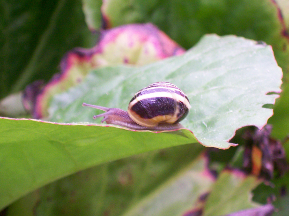 Schnecke