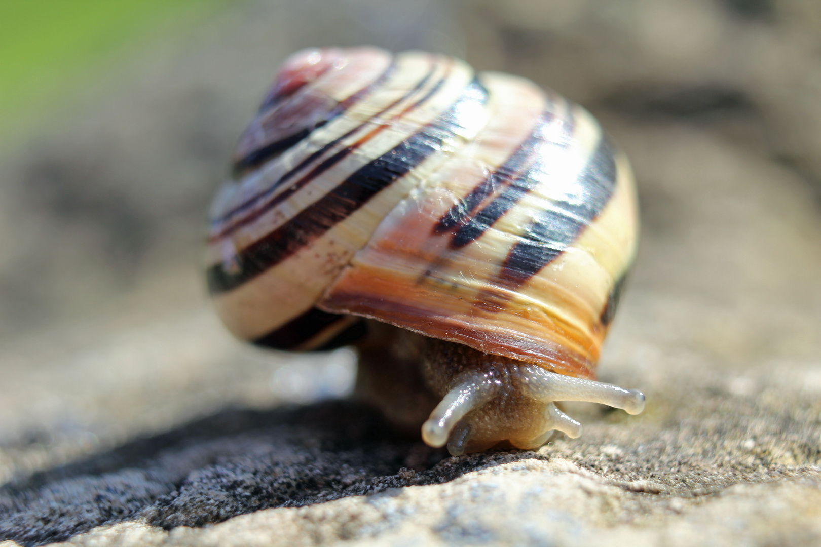 Schnecke