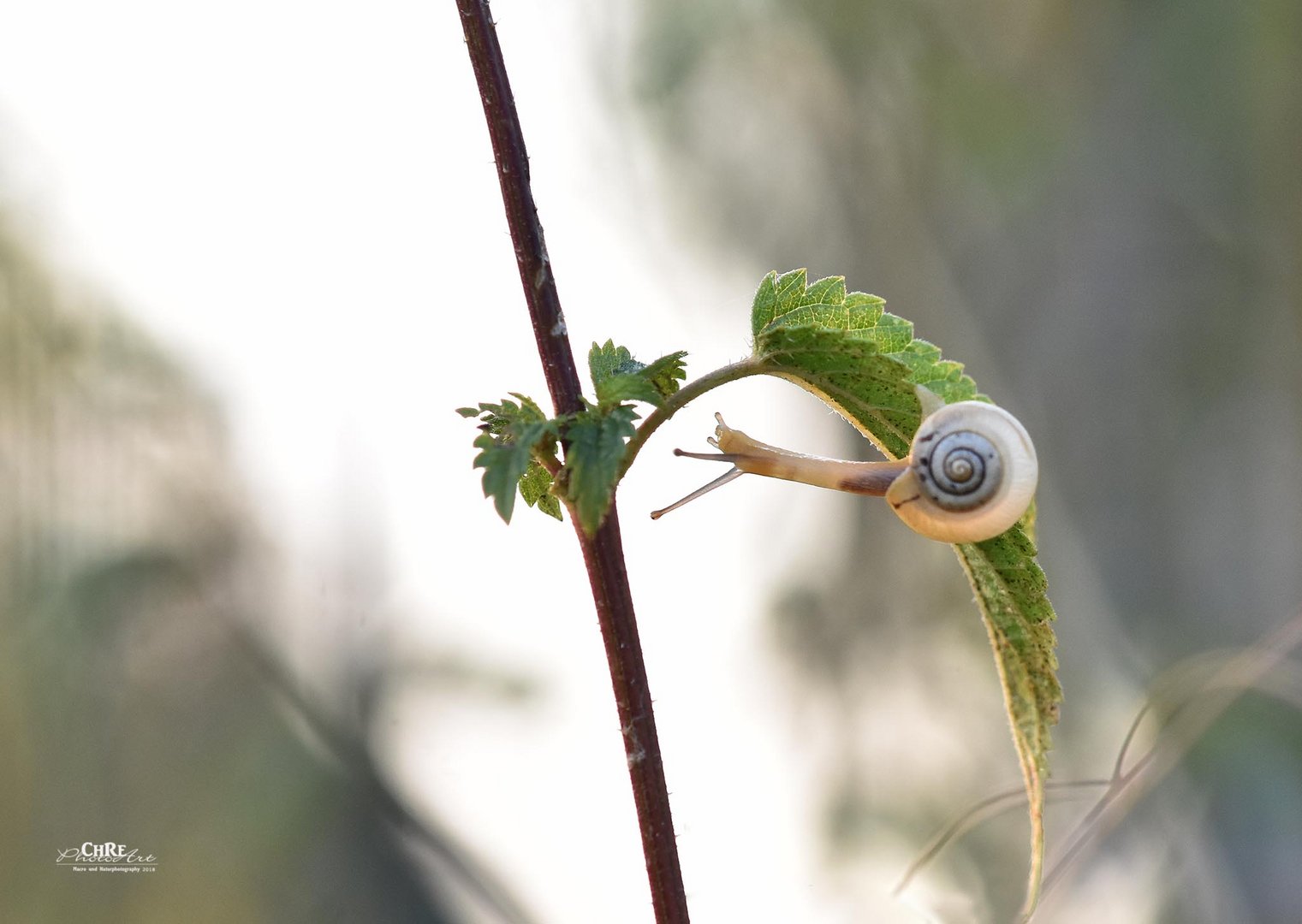 Schnecke