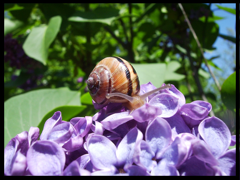 Schnecke